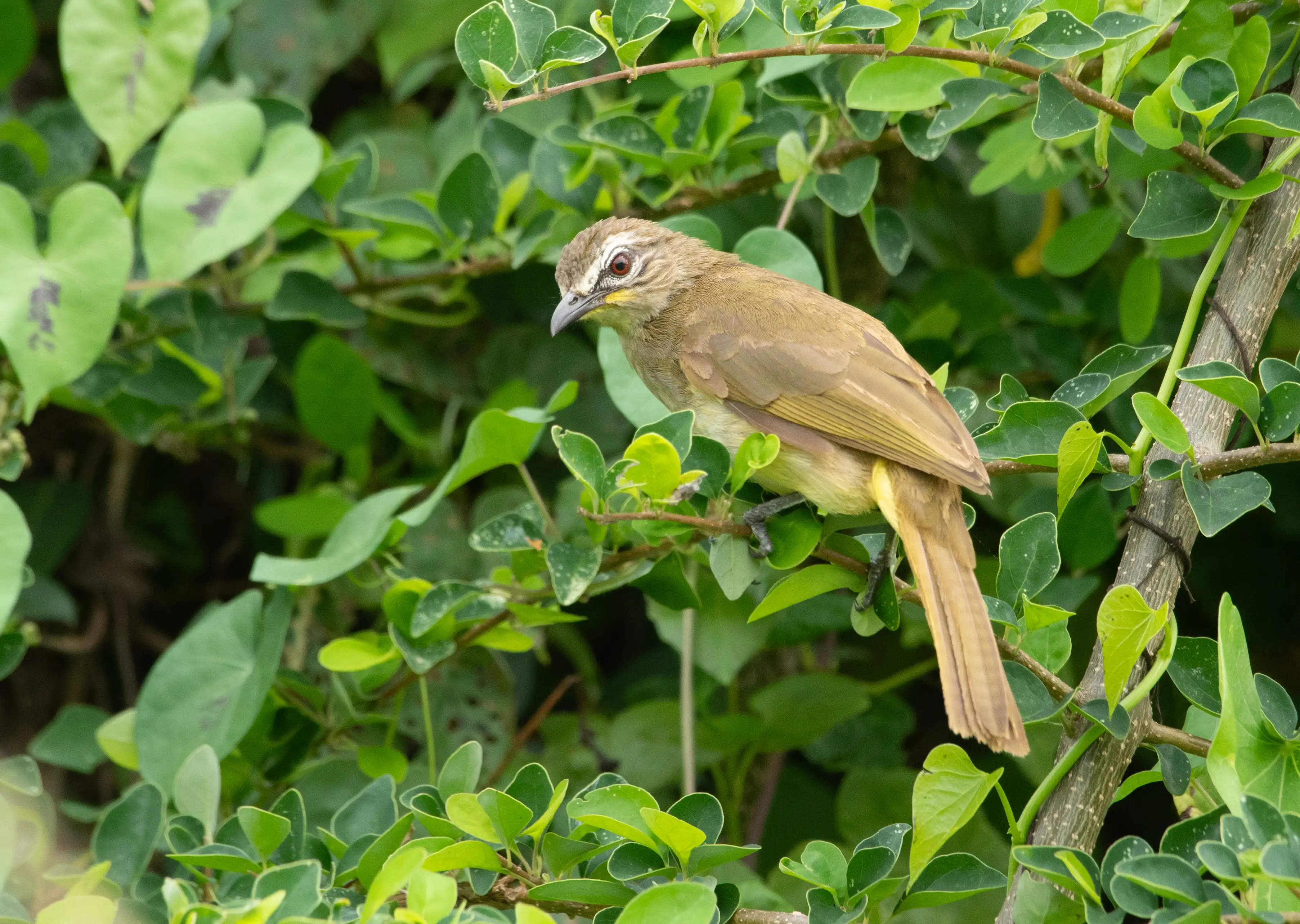 White-browed bulbul